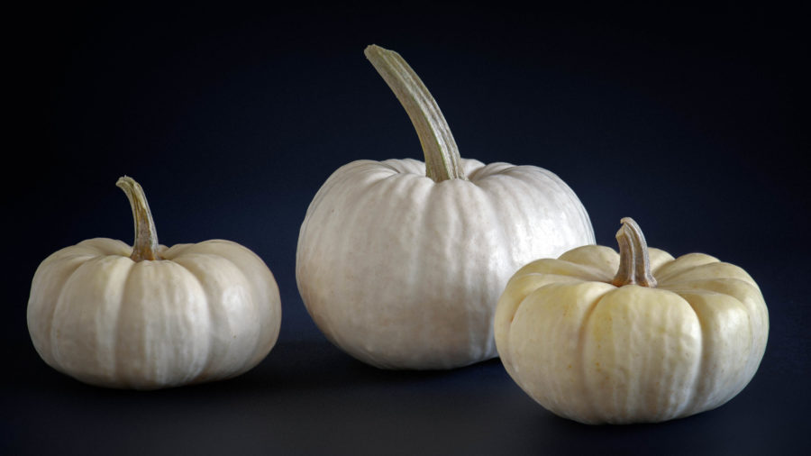 Mini white pumpkins Holiday Season