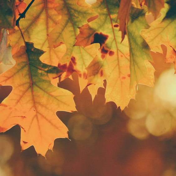 SF Blog – Don’t Volunteer Over the Holidays SF Blog - Don't Volunteer Over the Holidays