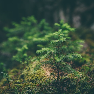 SF Blogs – Clean Principles