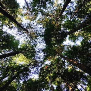 SF Blogs – 15 Easy Environmental