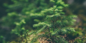 SF Blogs – Clean Principles